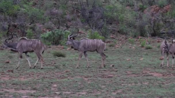 Groep Van Grotere Kudu Wandelen Door Een Veld Zuid Afrika — Stockvideo