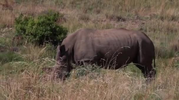 Rhinoceros Walking Eating Field South Africa — стоковое видео