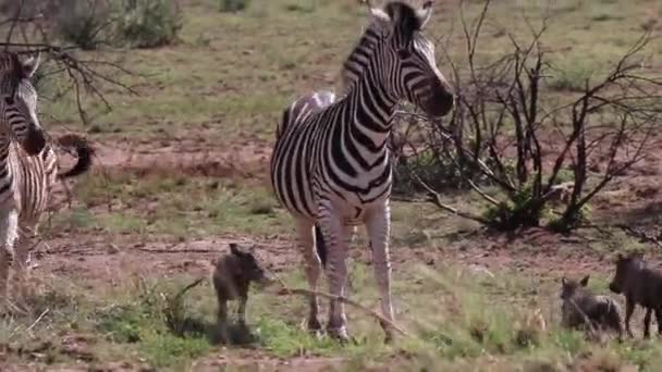 Zebras Warthogs Get Startled Run Away — Stockvideo