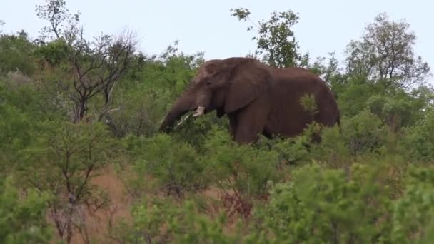 Elephant Eating Brush Fields South Africa — стокове відео