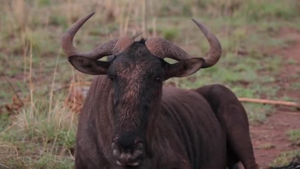 Close Wildebeest Laying Field Chewing — Stock Video