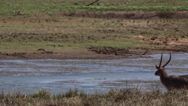 Waterbuck Marche Long Rivière Afrique Sud — Video