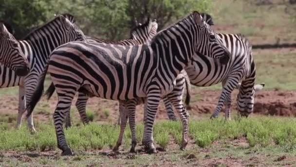 Zebra Güney Afrika Daki Bir Tarlada Zebra Grubuyla Duruyor — Stok video