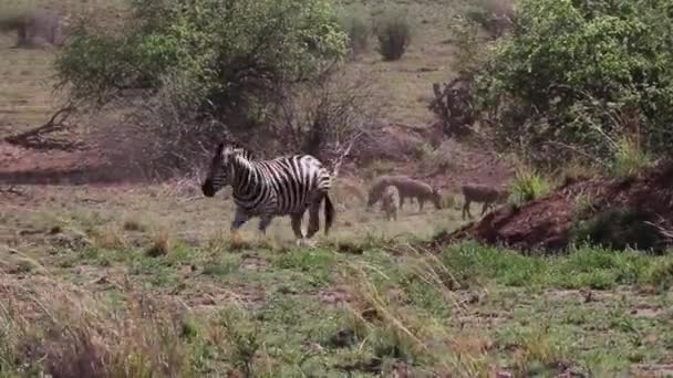 在南非的一个田野里 斑马在水坑中奔跑和飞溅 — 图库视频影像