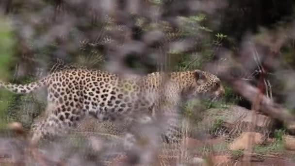 Lento Disparo Cámara Leopardo Caminando Los Arbustos Sudáfrica — Vídeo de stock