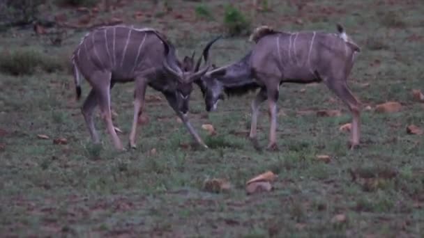 Greater Kudu Fighting Interlocking Antlers South Africa — Video Stock