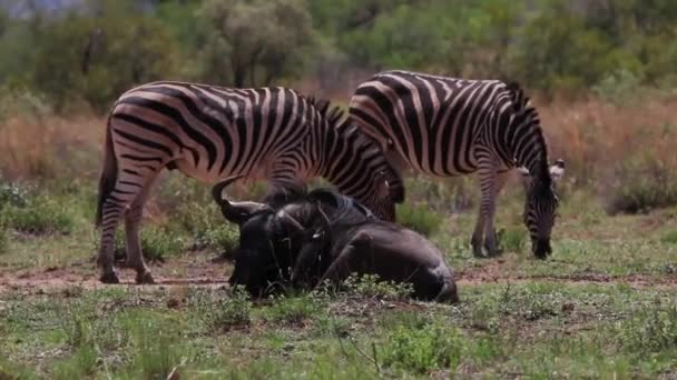 Wildebeest Liggend Het Veld Voor Zebra Die Een Veld Eten — Stockvideo