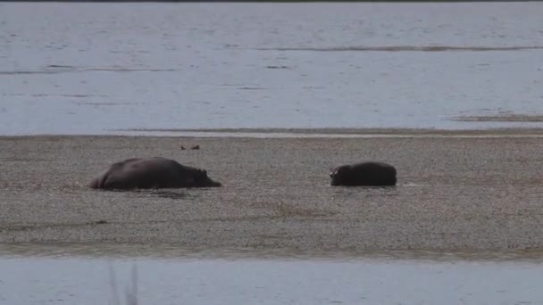 Bébé Hippopotame Marchant Vers Grand Hippopotame Dans Eau Marécageuse — Video