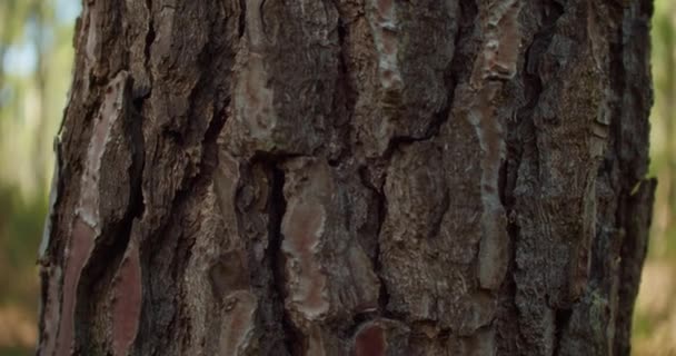 Närbild Detalj Djupa Sprickor Träd Bark Trä Struktur Skogspromenad — Stockvideo