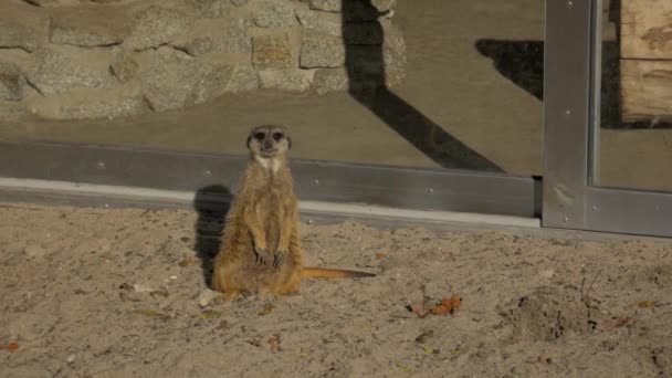 Meerkat Suricate Puesto Observación Lindo Mamífero Pequeño Pequeño Carnívoro — Vídeo de stock