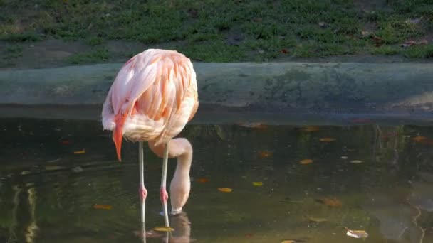 Flamingo Trinkt Wasser Und Ruht Park — Stockvideo