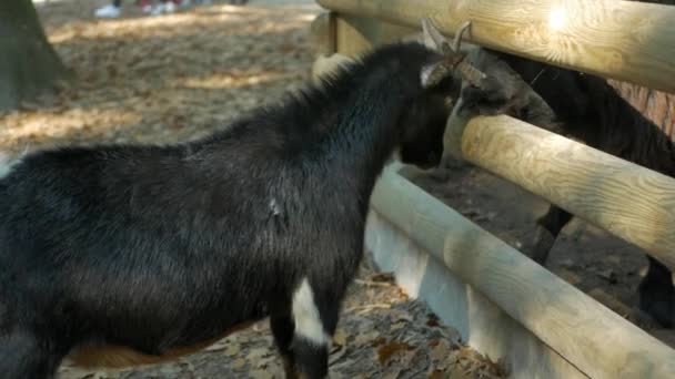 Playful Little Goatling Adult Goat Butting Horns Paddock Farm Farming — Vídeos de Stock