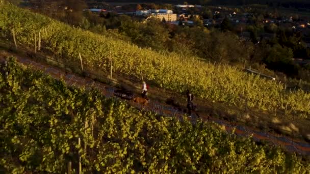 Family Walking Dogs Vineyard Stairs Village Drone — Stock Video