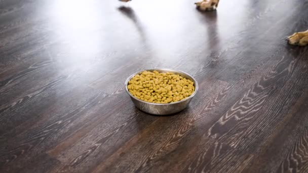 Dog Walking Lying Next Bowl Dog Food Floor Close — 비디오