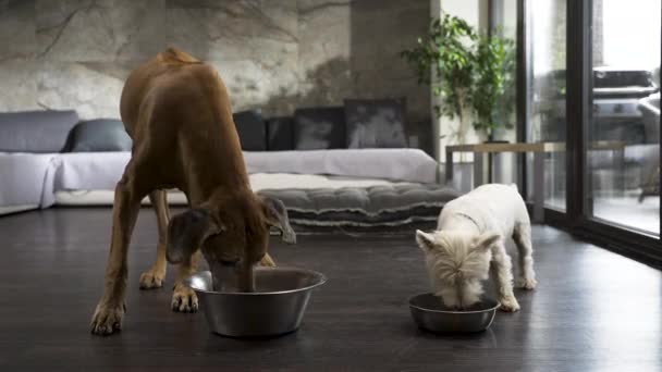 Two dogs eating from bowls in modern apartment, big one walks away.
