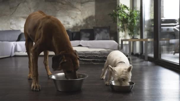 Twee Hongerige Honden Knabbelen Voedsel Uit Kommen Vloer Van Modern — Stockvideo