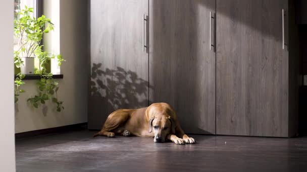 Bored Rhodesian Ridgeback Dog Lying Wardrobe Getting — Vídeos de Stock