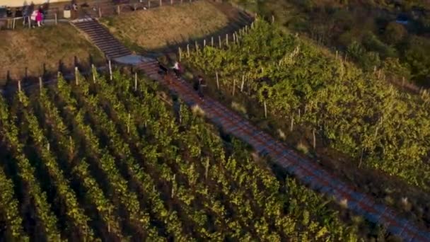 Gezin Met Honden Wandelen Bergop Wijngaard Trap Tsjechie Drone — Stockvideo