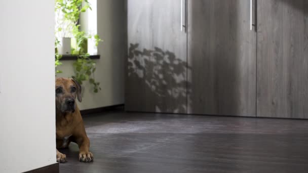 Rhodesian Ridgeback Perro Caminando Desde Detrás Esquina Para Sentarse Apartamento — Vídeos de Stock