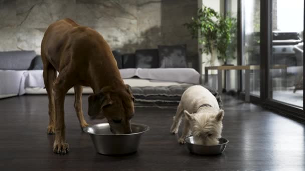 Twee Verschillende Honden Eten Uit Kommen Vloer Van Een Modern — Stockvideo