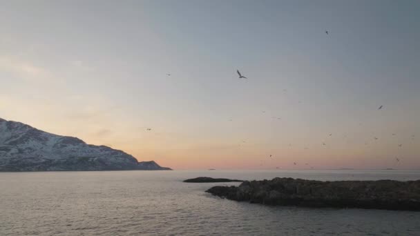 空中は 活発な日没の空 北極の海岸線で多数のカモメを示しています — ストック動画