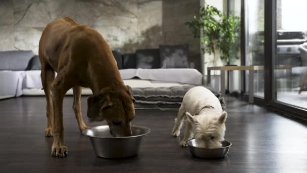 Ridgeback Und Terrier Hunde Fressen Aus Schalen Modernen Wohnzimmer — Stockvideo