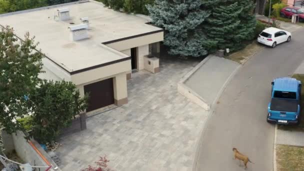 Dog Returning House Street Residential Area Drone — Vídeo de Stock