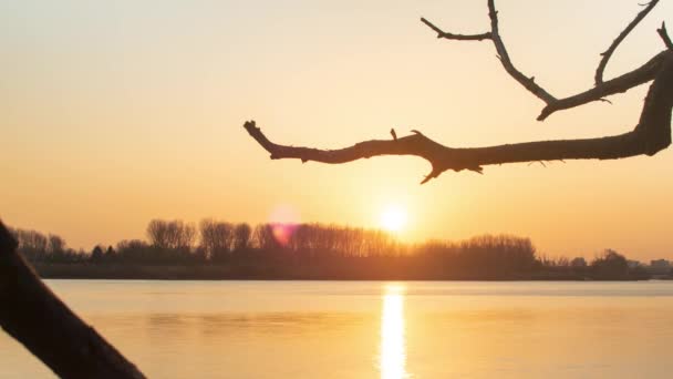 Golden Sunset Tree Line River Schelde Tree Branch Foreground Timelapse — ストック動画