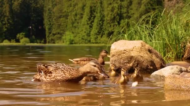 Mallard Female Little Ducklings Living Nature Lake Sunny Day Mallard — Stock videók