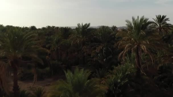 Aerial Forward Ascendent Palm Trees Zagora City Background Morocco — Vídeo de stock