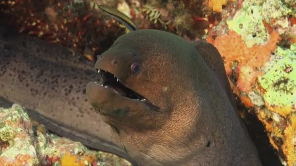 Giant Moray Eel Front Facing Camera Coral Reef — Vídeo de Stock