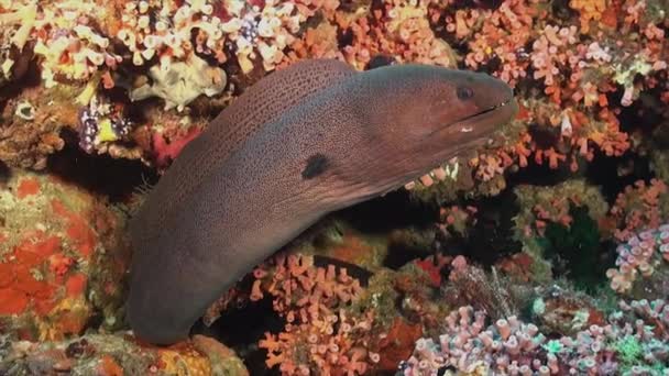 Giant Moray Eel Close Tropical Coral Reef — Vídeo de Stock
