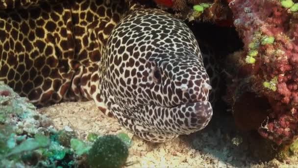 Honeycomb Moray Eel Super Close Facing Camera — Stockvideo