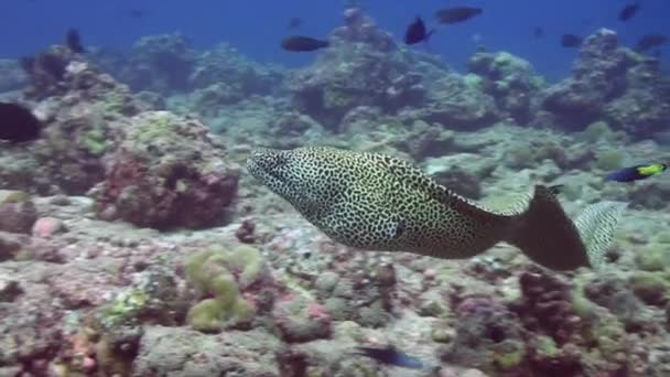 Nuoto Gratuito Alveare Moray Anguilla Sulla Barriera Corallina Tropicale — Video Stock