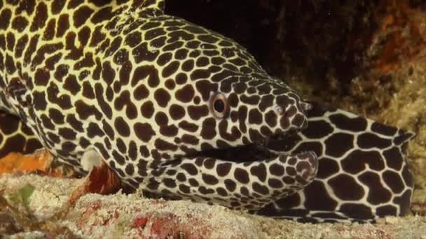 Morena Nido Abeja Descansando Cerca Cámara Arrecife Coral Tropical — Vídeo de stock