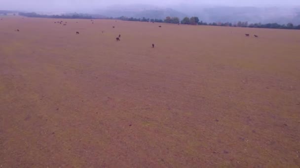 Low Close Flight Dji Air Drone Herd Cows Bulls Province — Vídeo de stock