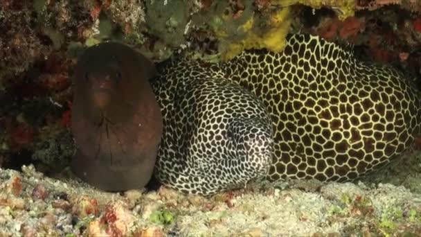 Ginat Moray Eel Honeycomb Moray Eel Together Coral Rock Overhang — Vídeo de Stock