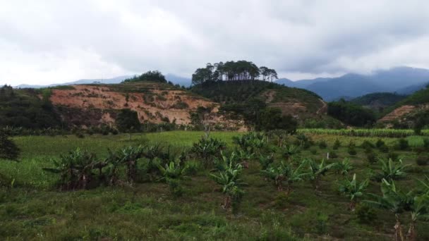 Bananenplantagenfeld Der Ländlichen Landschaft Südostasiens Entwaldung Für Die Landwirtschaft — Stockvideo