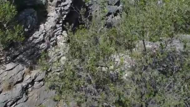 Large Boulder Reveal Mediterranean Landscape Carob Olive Trees Aerial Shot — Stockvideo