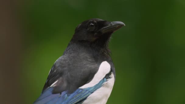 Curios Eurasiatic Magpie Uitându Jurul Close Vedere Lentă Focalizare Superficială — Videoclip de stoc