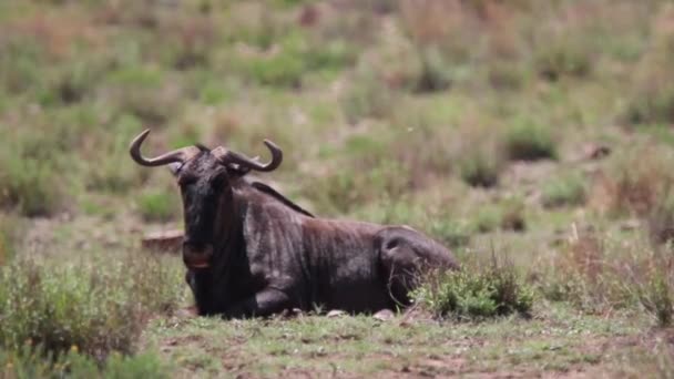 Wildebeest Laying Field Middle Day South Africa — Vídeo de Stock