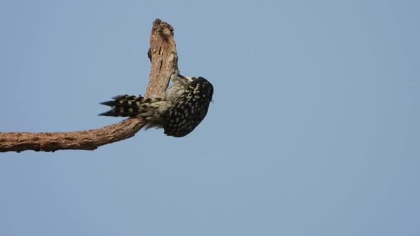 Specht Vogel Vinden Van Voedsel — Stockvideo