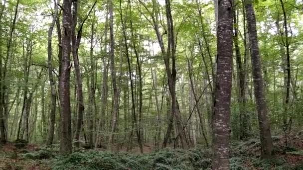 Beech Forest Girona Called Fageda Den Jorda Typical Place Catalonia — стоковое видео