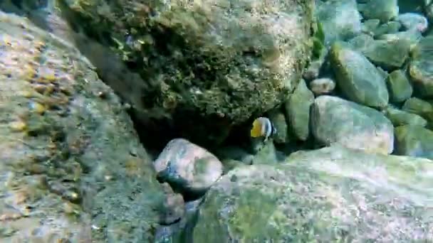 Black White Yellow Tropical Marine Disc Fish Sheltering Ocean Swell — Video Stock