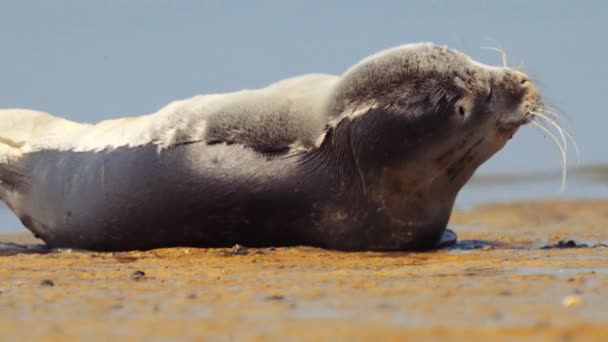 Sleepy Common Seal Yawing While Lying Sandy Wet Shoreline Texel — стокове відео