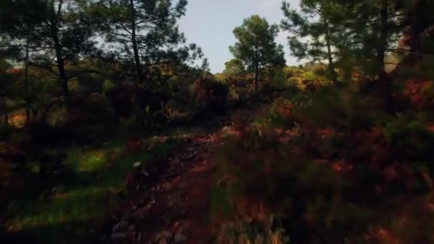 Drönare Flyger Mellan Träden För Att Avslöja Bergskedjan — Stockvideo