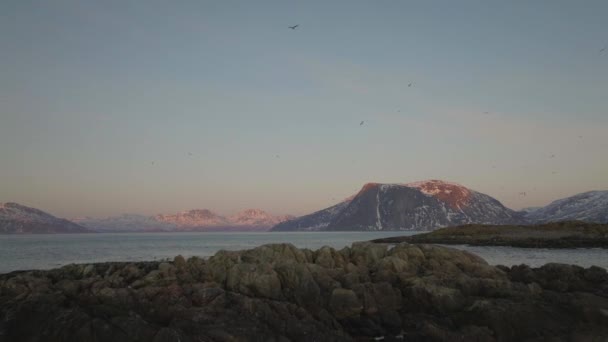 Seabirds Flight Hostile Snowy Coastline Arctic Sunset Aerial — Stockvideo
