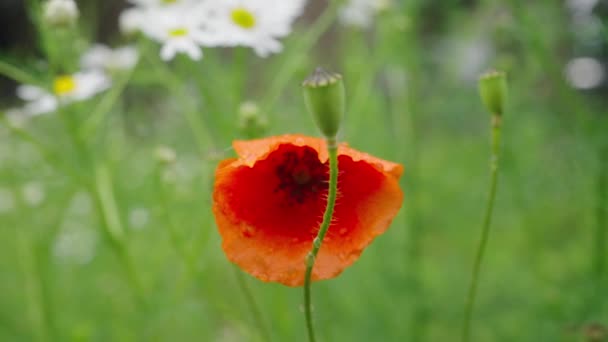 Closeup Red Poppy Flower Blown Soft Wind Soft Focus Day — Stock Video