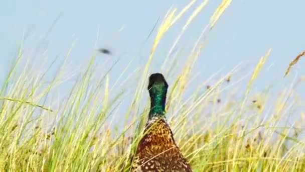 Closeup Head Neck Common Pheasant Background High Grass Vegetation Clear — Stock Video