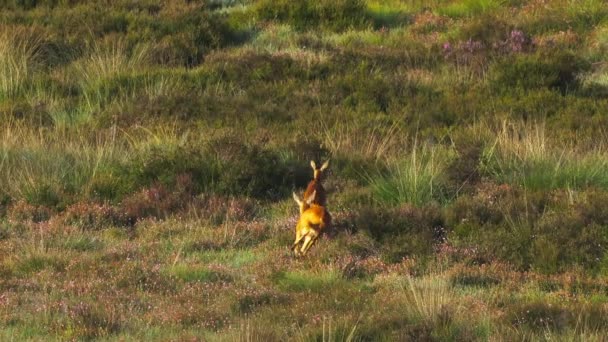 Majestic View Two Deers Chasing Each Other Low Grass Field — Vídeos de Stock